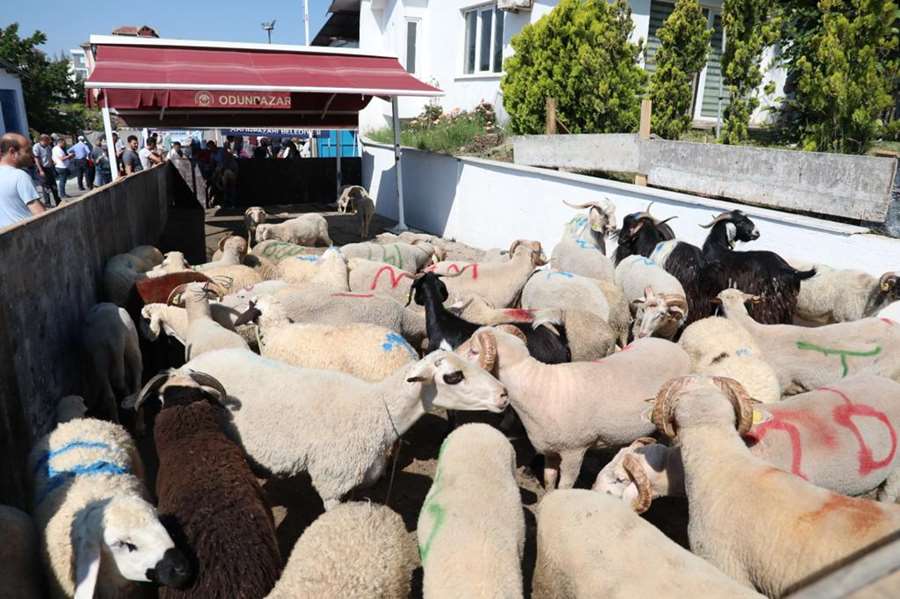 Odunpazarı Belediyesi’nden ücretsiz kurban kesim hizmeti