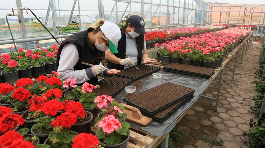 Greenhouses of Odunpazarı Municipality