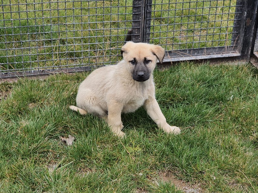 Çoban Köpeği