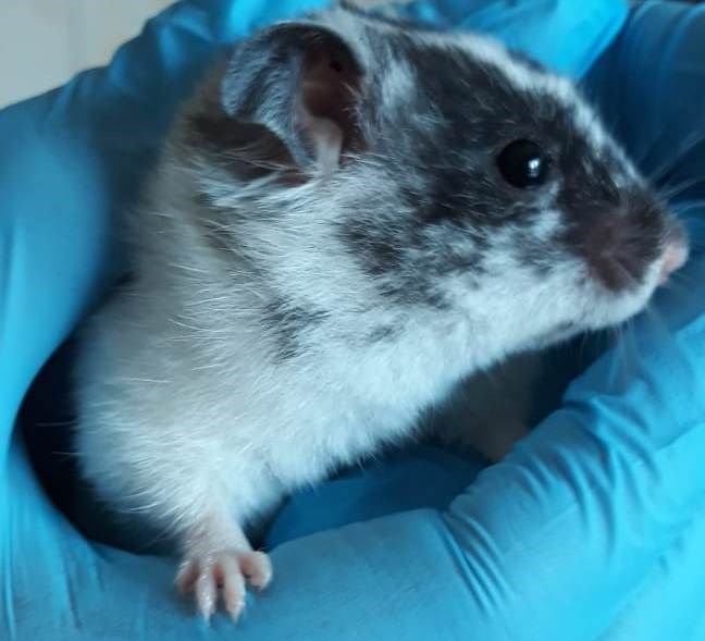 Hamster