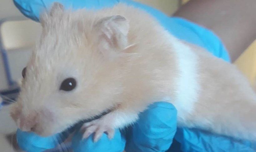 Hamster