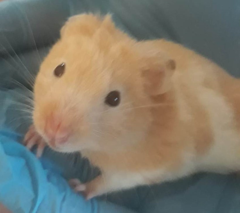 Hamster