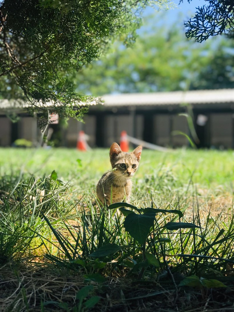 Kedi (Tekir)